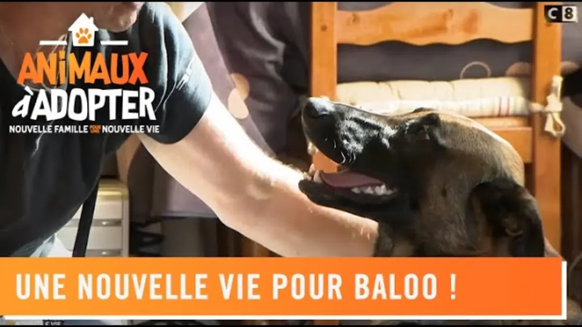 replay de Une nouvelle vie pour Baloo, après la SPA !