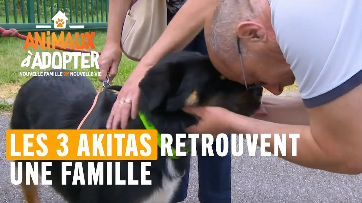 replay de Une nouvelle vie pour les 3 akitas de la SPA - Animaux à adopter