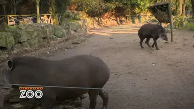 Une saison au zoo : S10 E27