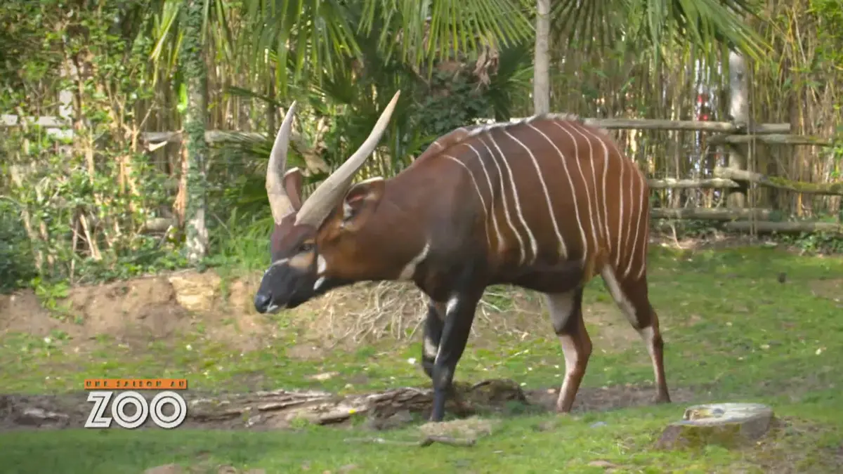 Une saison au zoo : S10 E30
