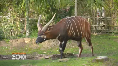 Une saison au zoo : S10 E30