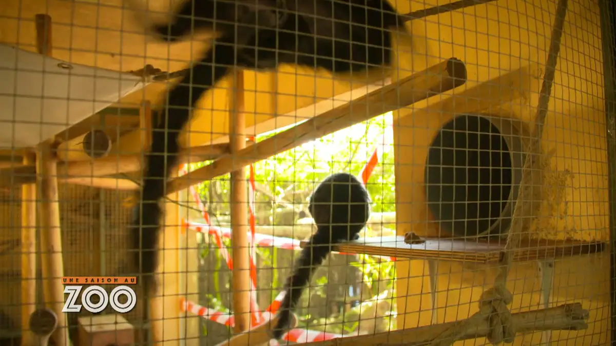 Une saison au zoo : S10 E32