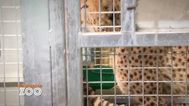 Une saison au zoo : S10 E47