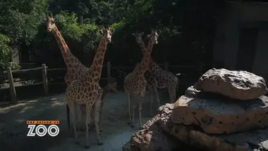 Une saison au zoo : S11 E1