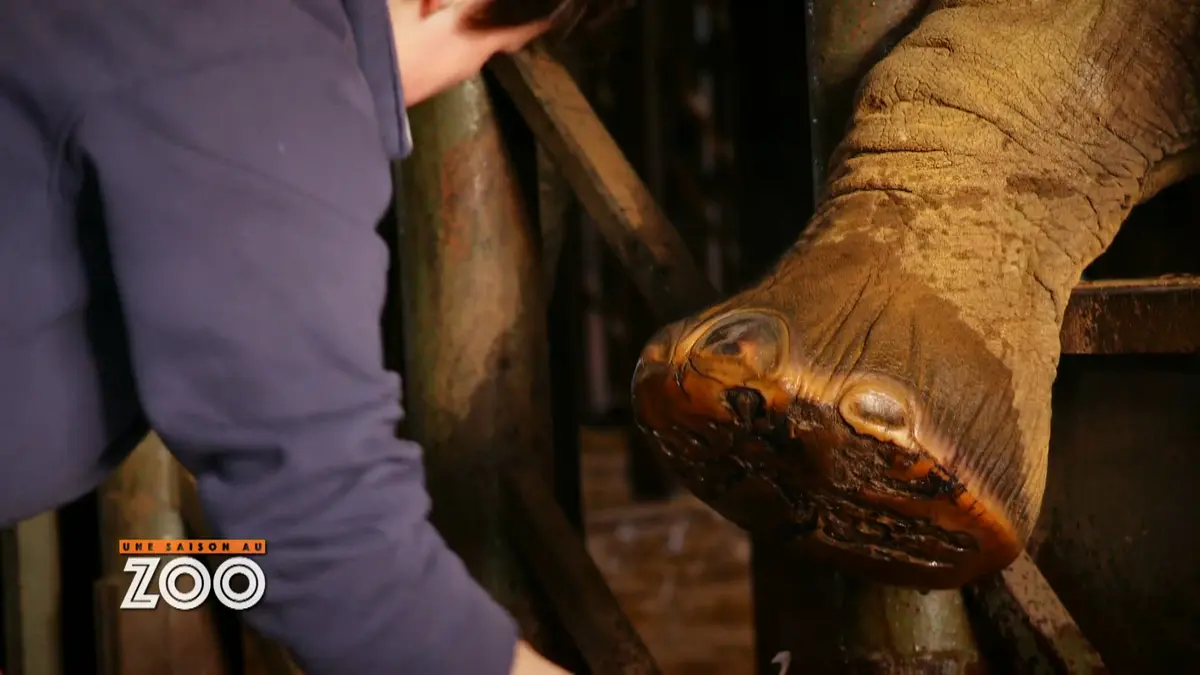 Une saison au zoo : S8 E23