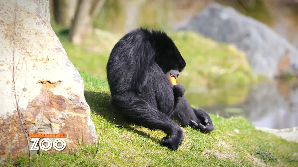 Une saison au zoo : S8 E24