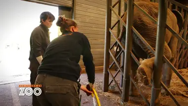 Une saison au zoo : S8 E37