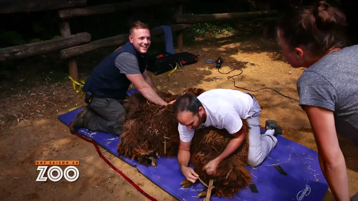 Une saison au zoo : S8 E43