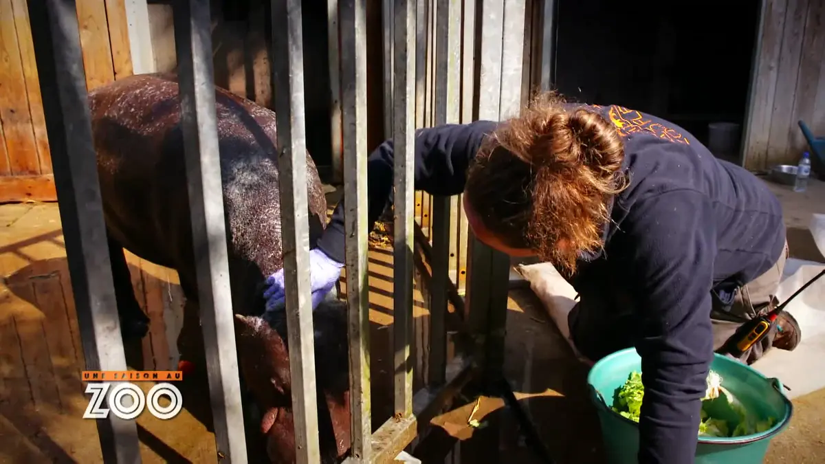 Une saison au zoo : S8 E44