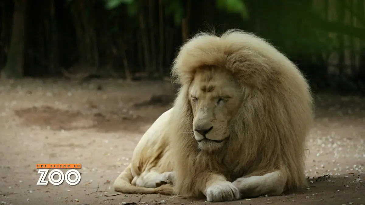 Une saison au zoo : S8 E45