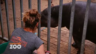 Une saison au zoo : S9 E18