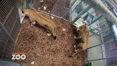 Une saison au zoo : S9 E20