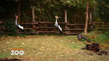 Une saison au zoo : S9 E9