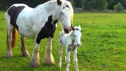 Une surprise à Firfol !