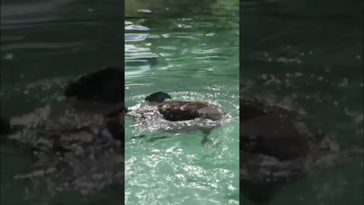 Une tortue marine retrouve la liberté ! #voyage…