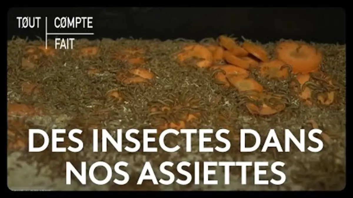 replay de Viande végétarienne, poulet modifié, insectes : la révolution dans nos assiettes