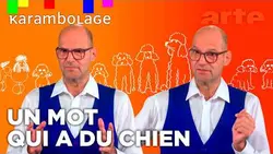 Vous saurez toutou sur l'origine du mot « caniche » !