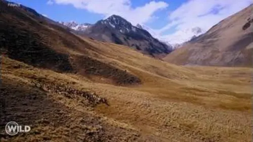 replay de Wild, la course de survie : Épisode 5 : finale - La haute montagne