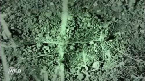 replay de Wild, la course de survie : Une vipère rend visite à Adrien et Dimitri pendant la nuit
