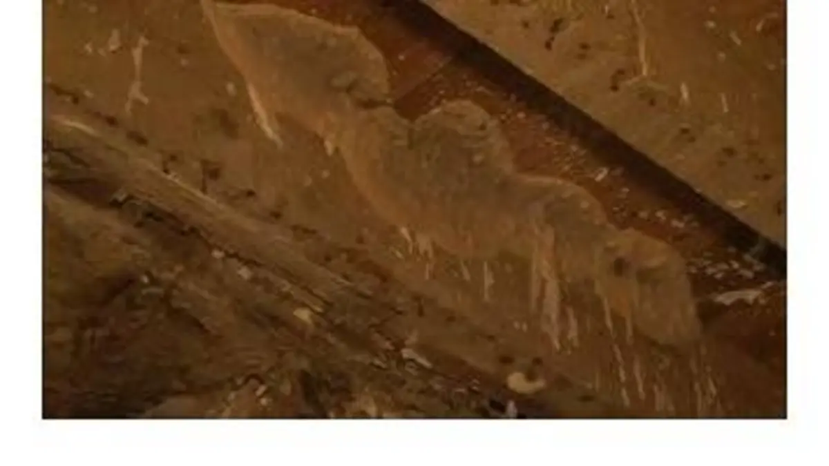 replay de Zone interdite : La mérule devastatrice