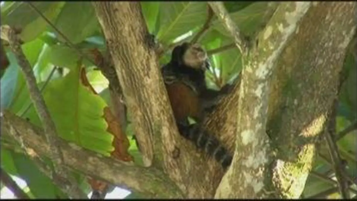 replay de Zone interdite : Le paléo-fitness