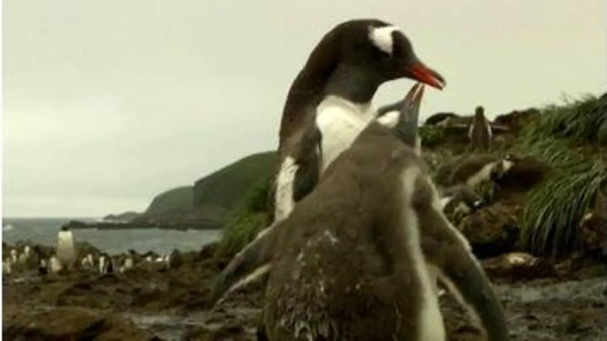 replay de 360° Géo - Bird island, le paradis des oiseaux dans l'Antarctique