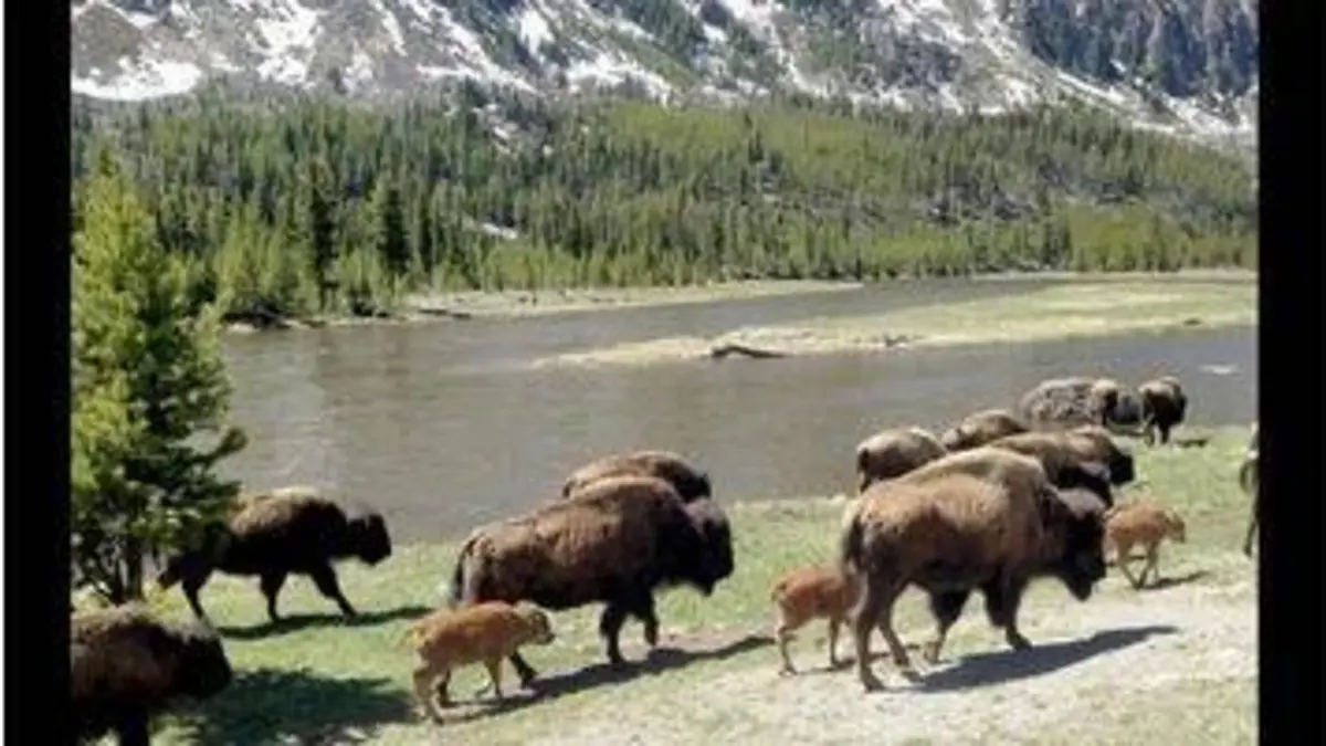 replay de 360° Géo - Bisons, les doux géants du Montana