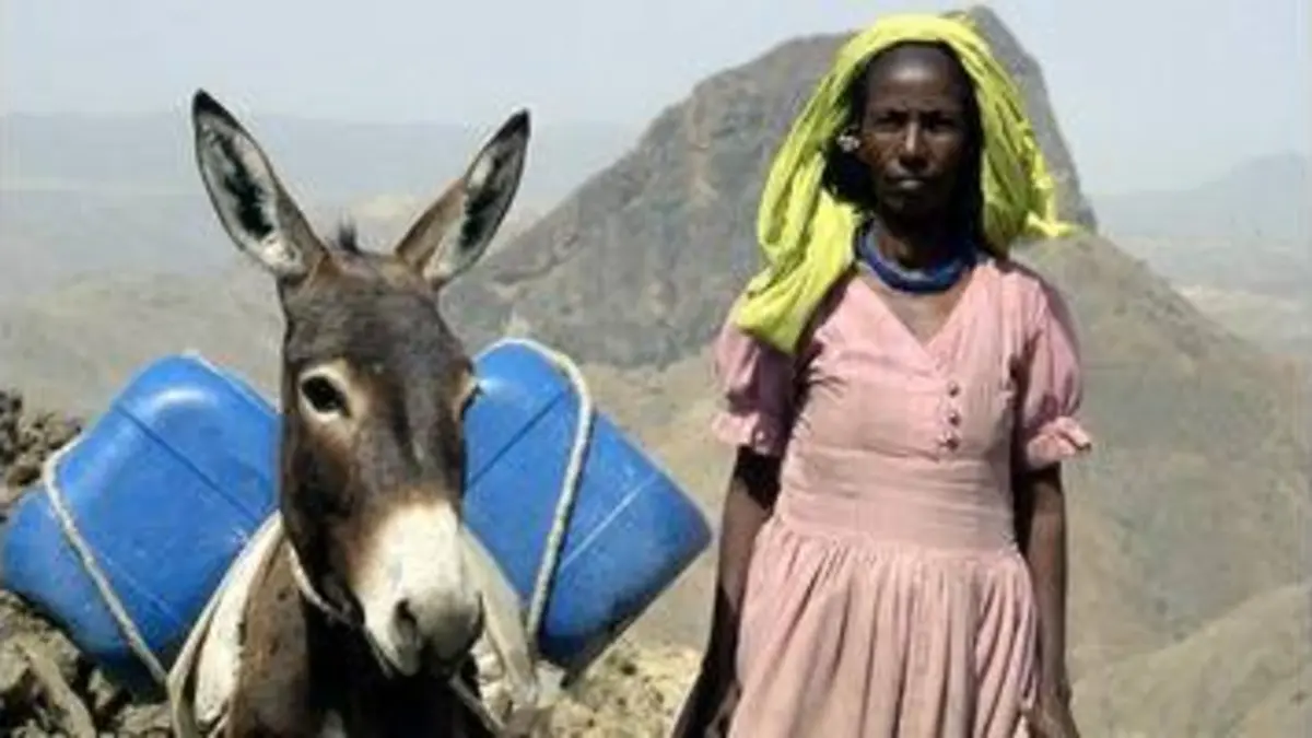 replay de 360° Géo - Érythrée, l'âne de la dernière chance