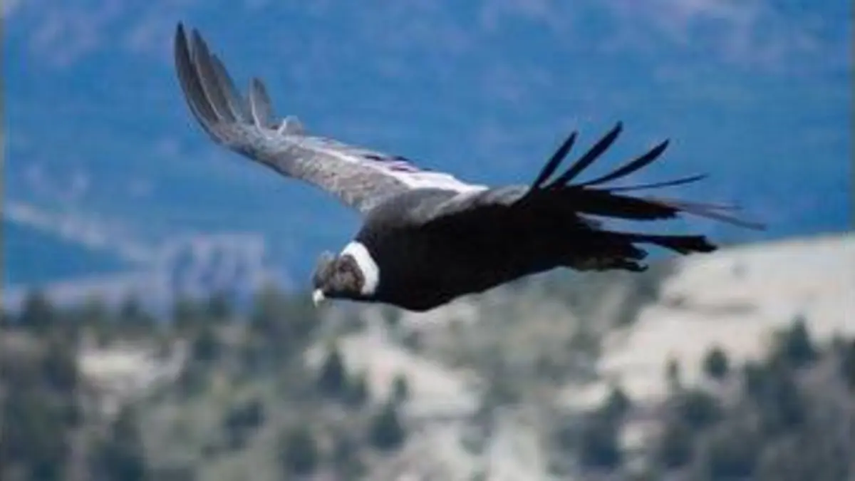 replay de 360° Géo - Sur les ailes du condor des Andes