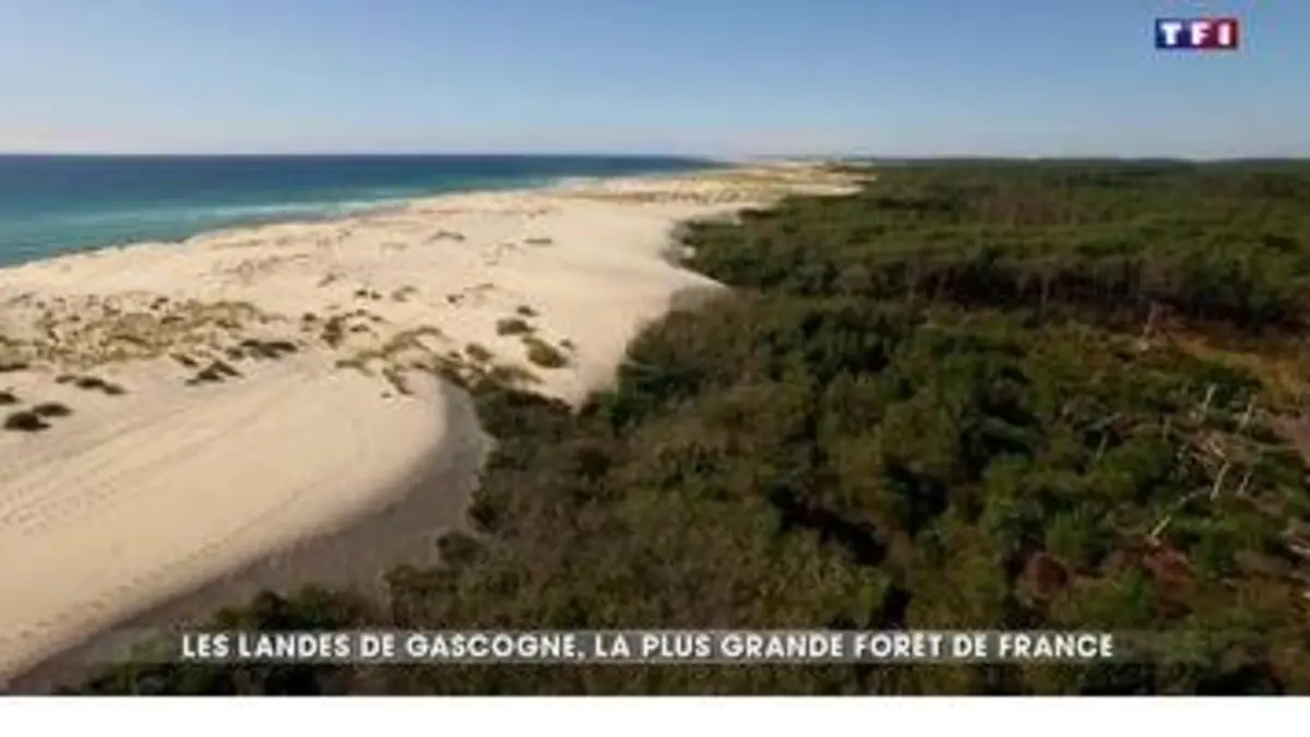 replay de À la découverte des Landes de Gascogne, la plus grande forêt de France
