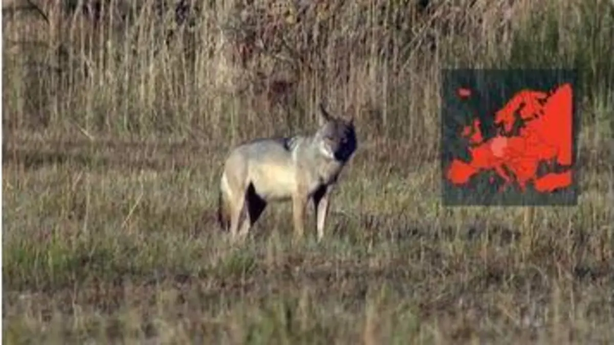 replay de ARTE Regards - Le loup, un prédateur sous surveillance