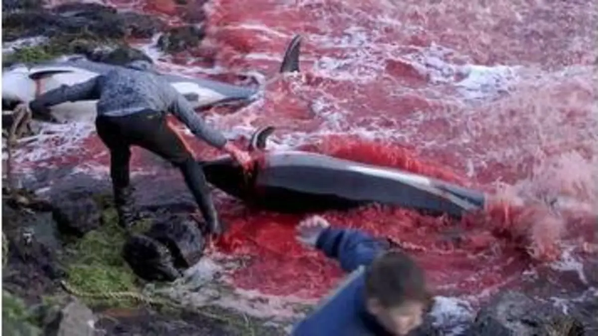 replay de ARTE Regards - Pêche à la baleine : torture ou tradition ?
