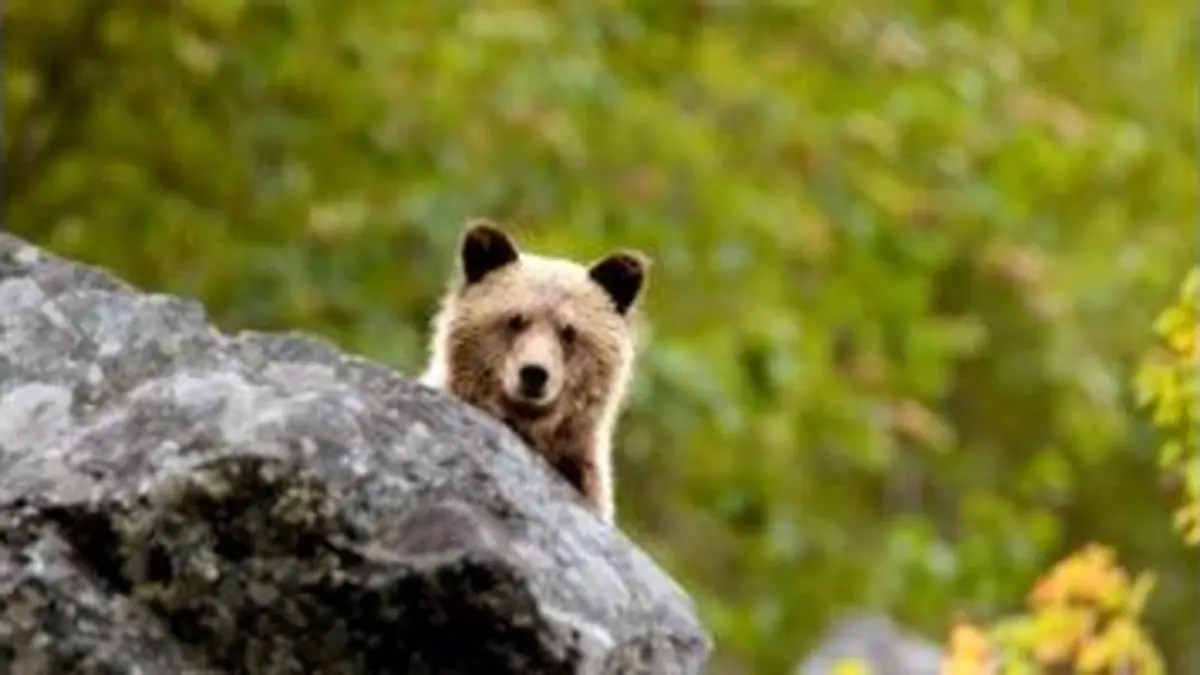 replay de Aventures en terre animale - Le grizzli du Canada