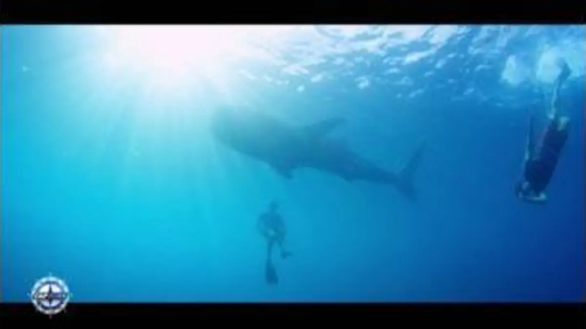 replay de Cap Horn : Mike Horn et Arnaud Ducret nagent avec un requin-baleine !