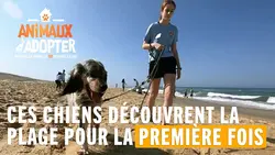 Ces chiens découvrent la plage pour la première fois - Animaux à adopter
