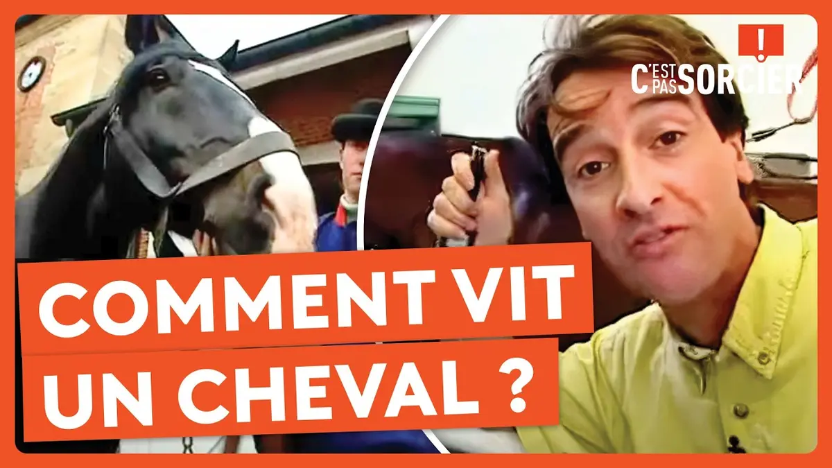 Replay France 3 du 02/03/2025 : Comment vit un cheval ? - C'est pas sorcier