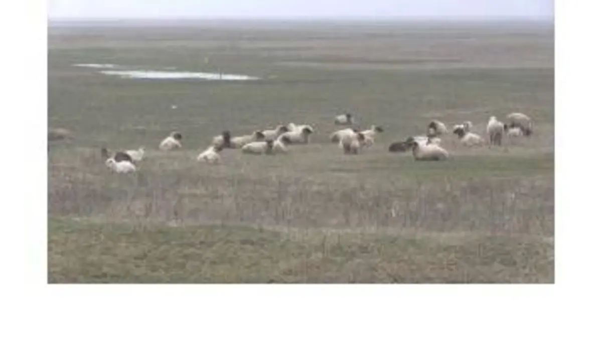 replay de Des moutons roumains menacent l'Otan