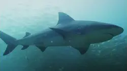 Des requins et des hommes