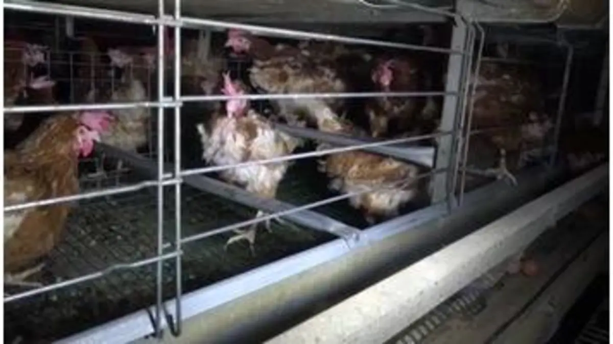 replay de Enquête exclusive : Dénonciations des conditions d'élevage, les nouveaux scandales de la maltraitance animale dans Enquête Exclusive dimanche à 23:00 sur M6