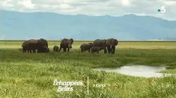 Kenya, un rêve de safari - Échappées belles