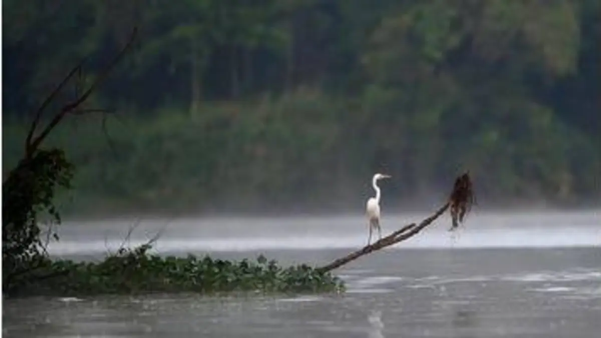 replay de Kinabatangan, le fleuve prodigue de Bornéo - L’offrande de la terre sous le vent