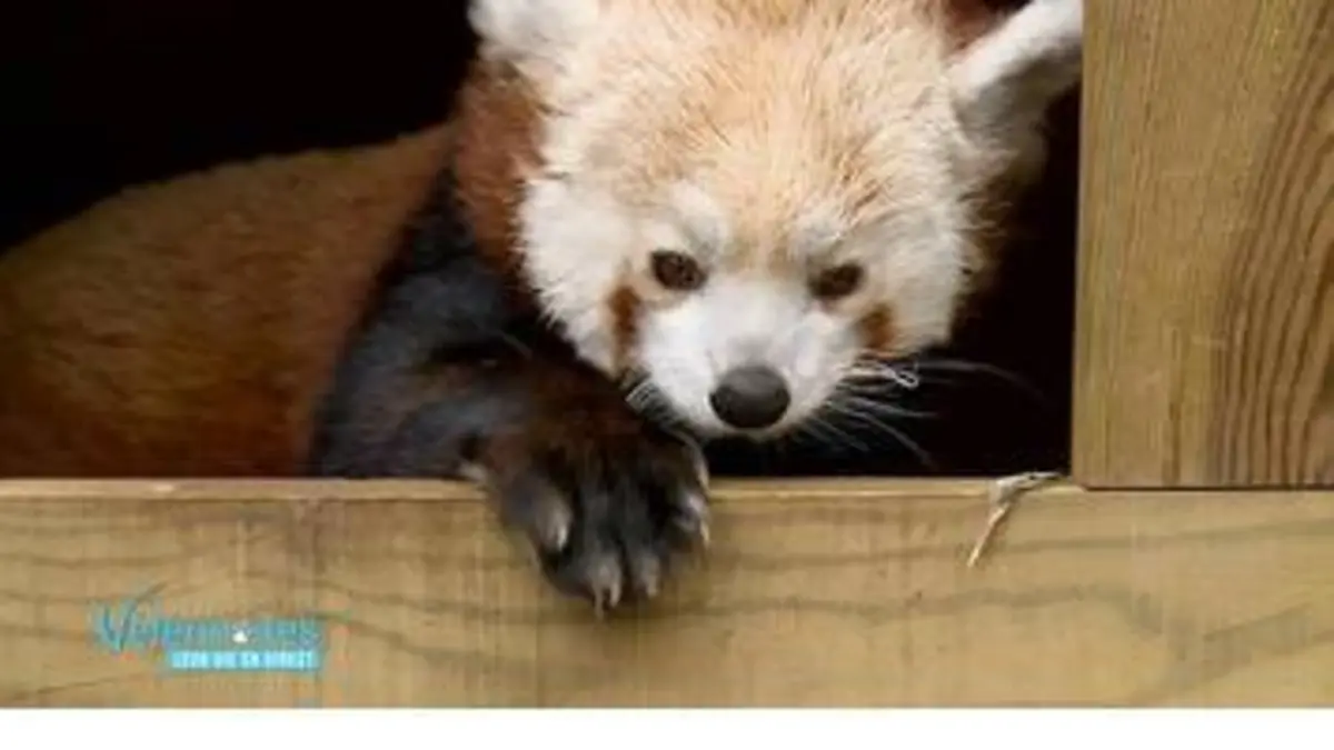 replay de L’Alzheimer touche tous les animaux, même les pandas roux !