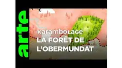 La forêt de l'Obermundat - Karambolage - ARTE