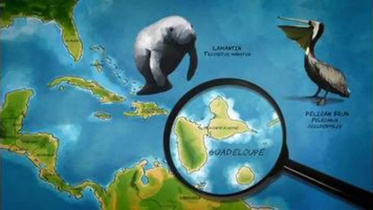 replay de Lamantin et pélican brun en Guadeloupe
