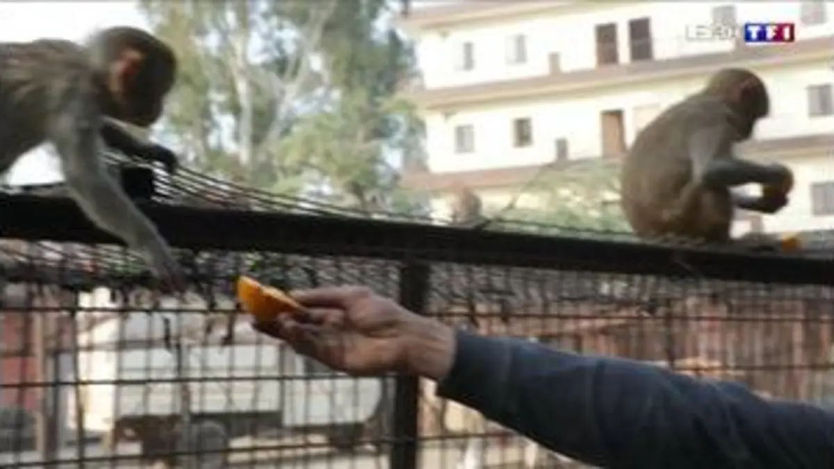 replay de Les singes s'emparent des rues et des maisons à New Delhi