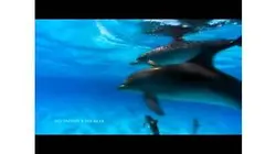 Navigation avec les dauphins
