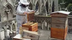 Notre Dame : les abeilles sauvées - L'Info du Vrai du 25/04 - CANAL+