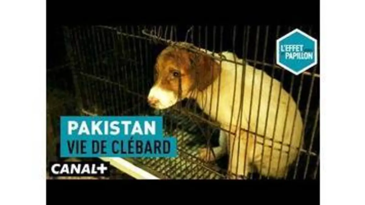 replay de Pakistan : Vie de clébard - L’Effet Papillon – CANAL+