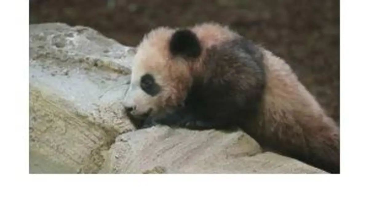 replay de Première sortie du bébé panda au Zoo de Beauval