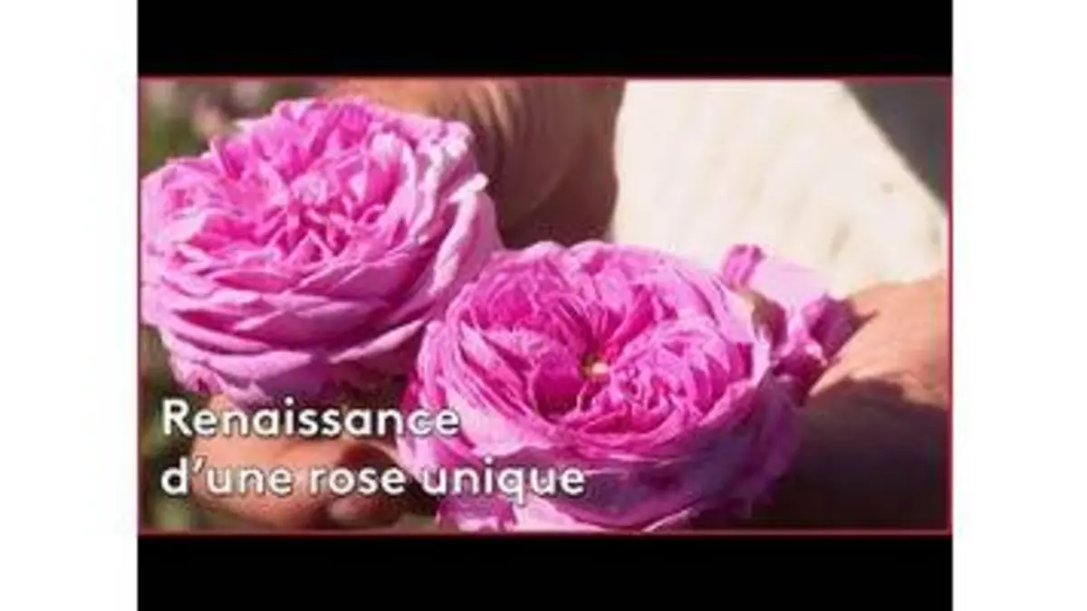 replay de Renaissance d'une rose unique
